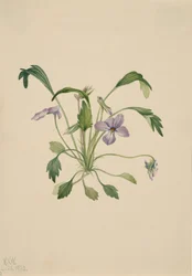 Viola digitata jižní ptačí nožka, 1922.