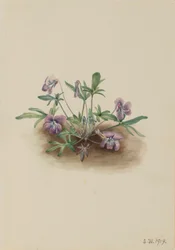 Fialka jižního pobřeží (Viola septemloba)