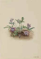 Violet Viola septemloba z jižního pobřeží, 1919.