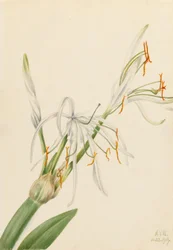 Pavoučí lilie (Hymenocallis rotata)