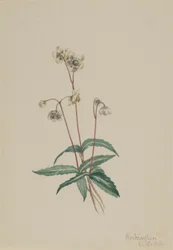 Pipsisseva skvrnitá (Chimaphila maculata)