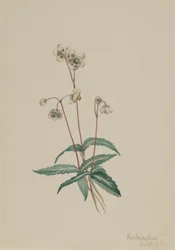 Pipsissewa Chimaphila maculata, 1918.