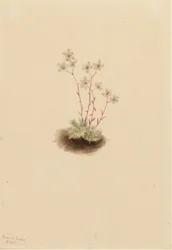 Lomikámen skvrnitý (Saxifraga bronchialis)