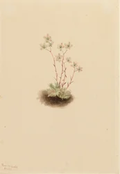 Lomikámen skvrnitý Saxifraga bronchialis, 1903.