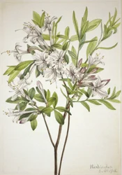 Azalka bahenní (Azalea viscosa)