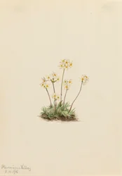 Sweet Androsace Androsace carinata, 1916.