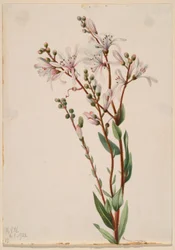 Smolnička obecná (Befaria racemosa)