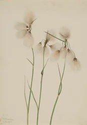 Střapec úzkolistý (Eriophorum angustifolium)