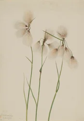 Střapec bavlníkový Eriophorum angustifolium, 1920.
