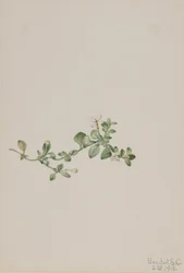 Houstonie poléhavá (Houstonia procumbens)