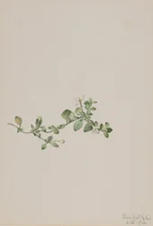 Trailing Houstonia Houstonia procumbens, 1918.