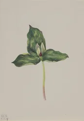 Trillium discolor, 1938.