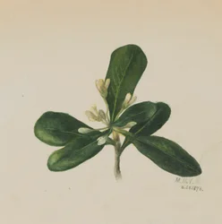 Bez názvu - Květinová studie, 1876.
