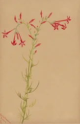 Bez názvu - Květinová studie, 1883.