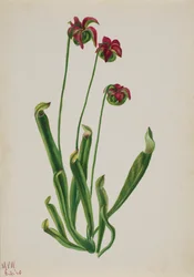 Bez názvu - Květinová studie, 1940.
