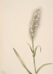 Bez názvu - Rostlinná studie, 1904.