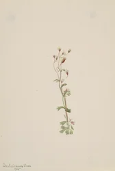 Bez názvu - Rostlinná studie, 1905.