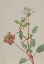 Bez názvu (Tripterocalyx pedunculatus)