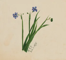 Bez názvu, 1875.