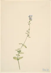 Veronica serpyllifolia