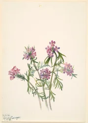 Sporýš (Verbena wrightii)