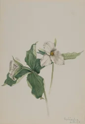 Probudit Robin (Trillium grandiflorum)