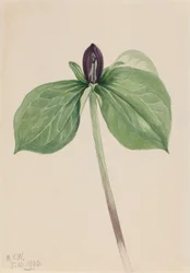 Budníček obecný (Trillium sessile)