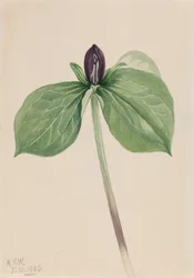 Wake-Robin Trillium sessile, 1920.