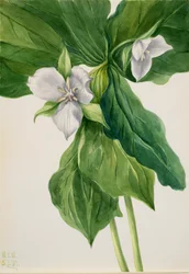Wake-Robin Trillium přirovnání, 1939.