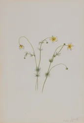 Vrána vodní Batrachium trichophyllum, 1918.