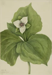 Wax Trillium (Trillium album)