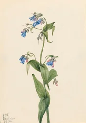 Západní zvonky Mertensia paniculata, 1920.