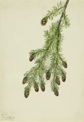 Jedlovec západní (Tsuga heterophylla)