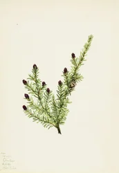 Jedlovec západní (Tsuga heterophylla)