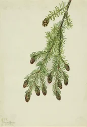 Hetlock Tsuga heterophylla, 1923.