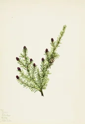 Hetlock Tsuga heterophylla, 1924.
