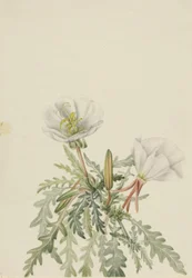 Bílá Dawnrose Pachyloplus marginatus, n.d.