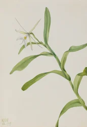 Epidendrum bílé (Epidendrum nocturnum)