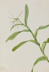 Bílá, 1919