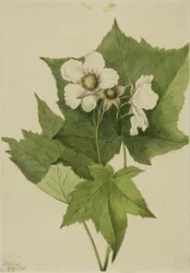Bíle kvetoucí malina (Rubus parviflorus)