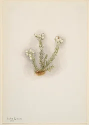 Vřes bílý (Phyllodoce grandiflora)