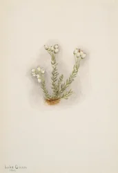 White Heather Phyllodoce grandiflora, 1901.