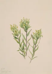 Bílý indický štětec Castilleja occidentalis, 1920.