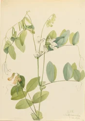 Hrách bílý (Lathyrus ochroleucus)