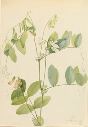 Hrách bílý Lathyrus ochroleucus, 1920.