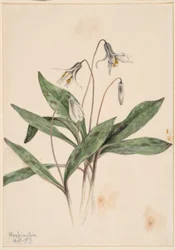 Pstružík bílý (Erythronium albidum)
