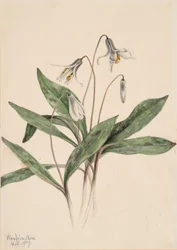 Pstruh bílý Erythronium albidum, 1919.