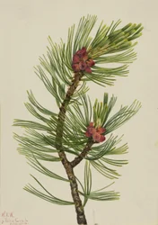 Borovice bělokorá (Pinus albicaulis)