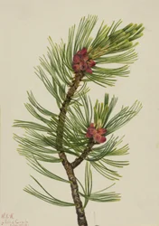 Borovice bělokorá Pinus albicaulis, 1924.