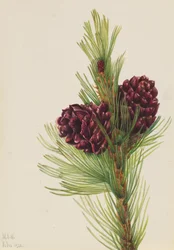 Borovice bělokorá Pinus albicaulis, 1931.